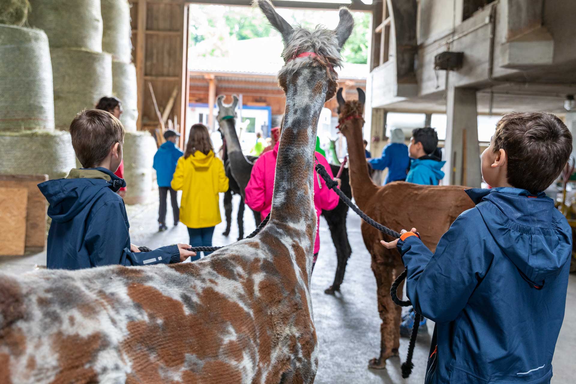 kinderfeste-kluser-lamas-auf-der-oberen-klus-in-aesch